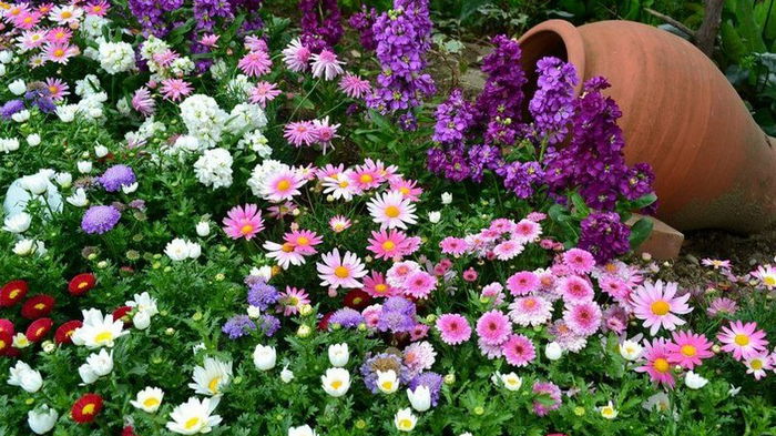 Лучшие многолетние цветы для сада, цветущие все лето