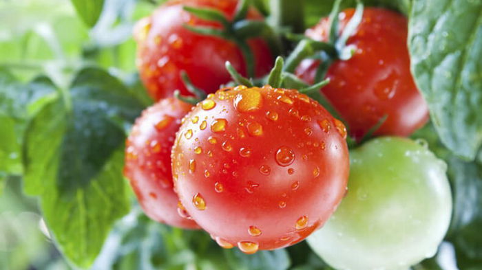 Как правильно поливать помидоры