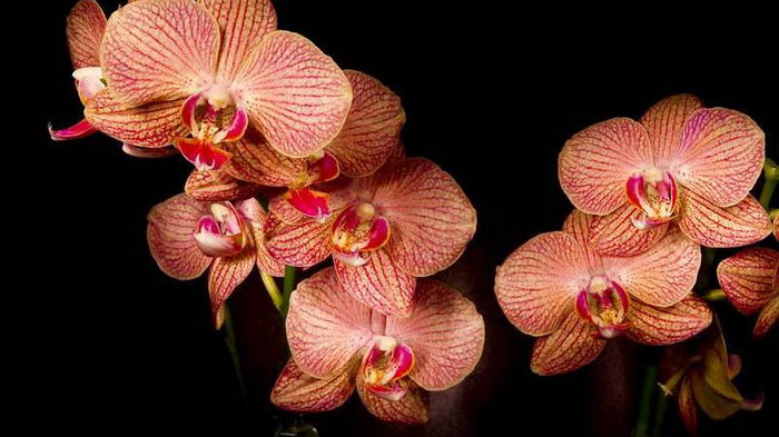Почему у орхидеи опадают цветы и бутоны
