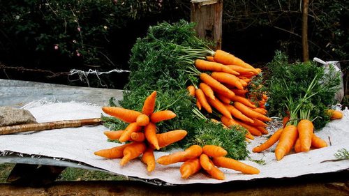 Как правильно убирать и закладывать на хранение свёклу, морковь и редьку