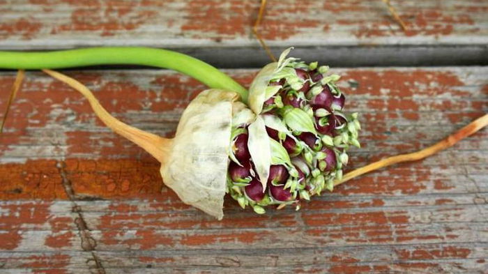 Тонкости выращивания чеснока из бульбочки