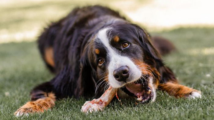 Можно ли собакам давать кости: ветеринар рассказала о распространенном мифе