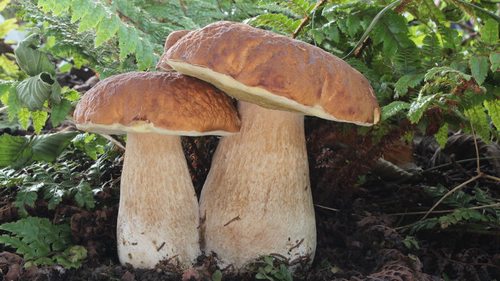 Отравиться можно даже съедобными грибами: правила безопасного потребления