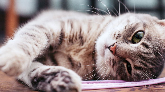 Как вывести блох у кошки: названы лучшие средства и методы борьбы с паразитами