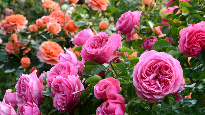 Сажаем розы осенью: советы и плюсы осенней посадки цветов