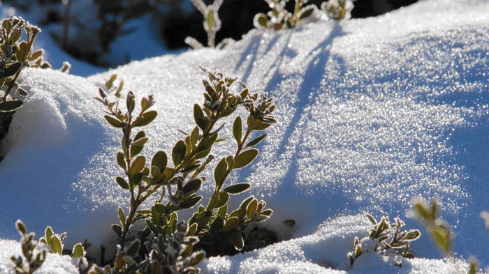 Снегозадержание на огороде: для чего нужно и как провести
