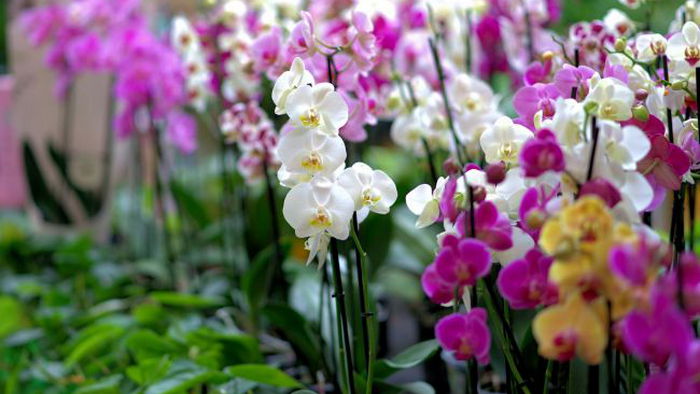 Орхидея в подарок: кому можно и нельзя дарить роскошный цветок