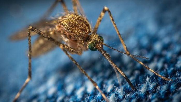 Почему комары летают зимой