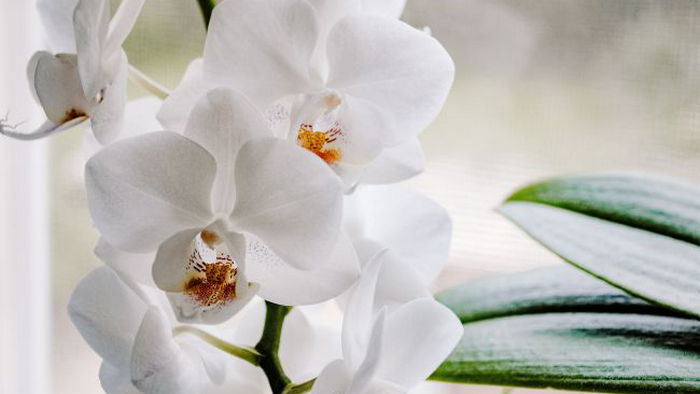 Как правильно подкармливать орхидею, чтобы ее не погубить