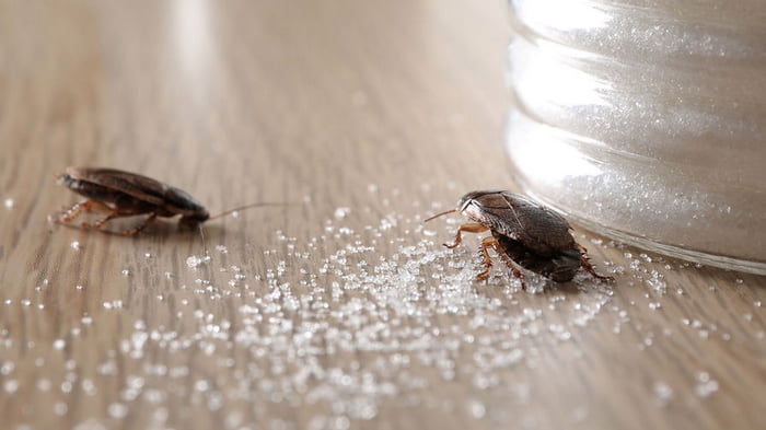 Что делать если дома увидели взрослого таракана?