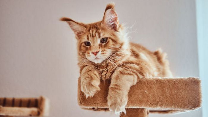Бывает ли у котов депрессия и как она проявляется: обратите внимание на эти признаки