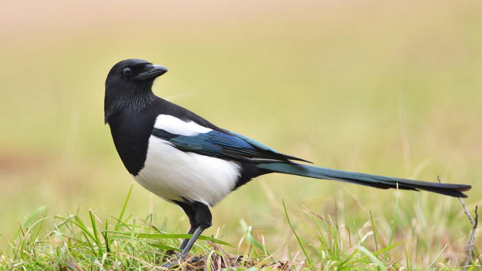 Почему птицы вьют свои гнезда рядом с вашим домом: народные поверья
