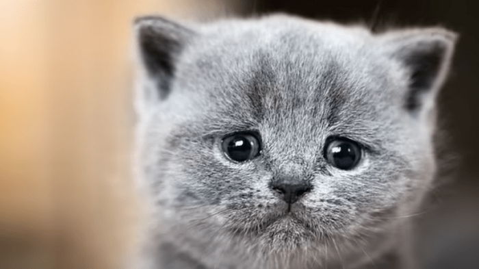 Кошачьи беды. Названы наиболее распространенные заболевания у домашних кошек
