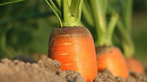 Эти сорта моркови — самые сладкие. Запомните три названия