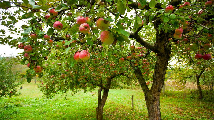 Как заставить яблоню плодоносить: простейшие приемы для богатого урожая