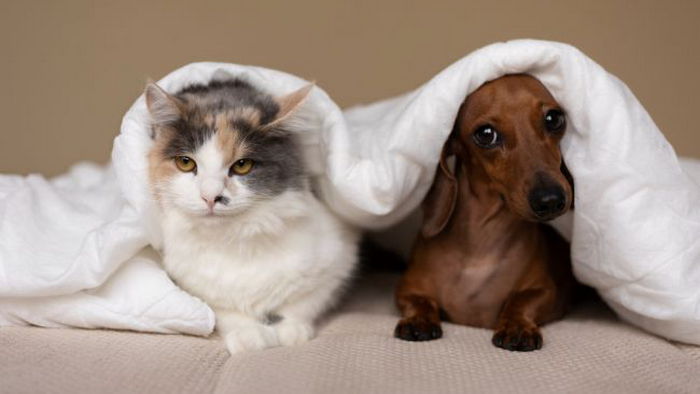 Ветеринар назвала опасные продукты, которых не должно быть в рационе кошек и собак