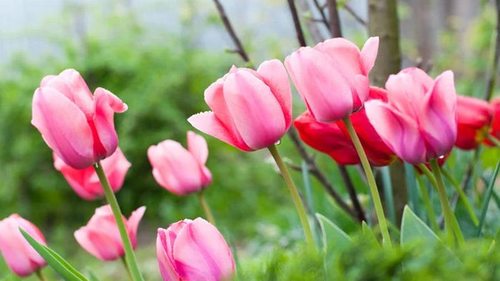 Как сажать тюльпаны весной: сроки, нюансы и требования к почве