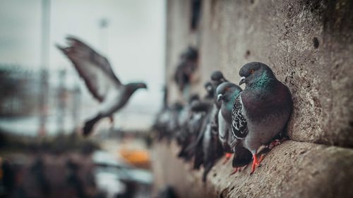 Как сделать, чтобы голуби не садились на балкон: 3 верных способа