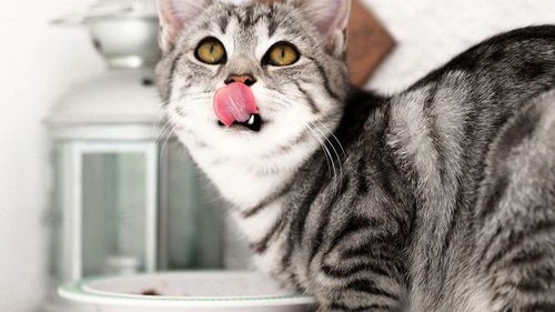 Можно ли давать котам рыбу и сколько ее должно быть в рационе: ответ ветеринара