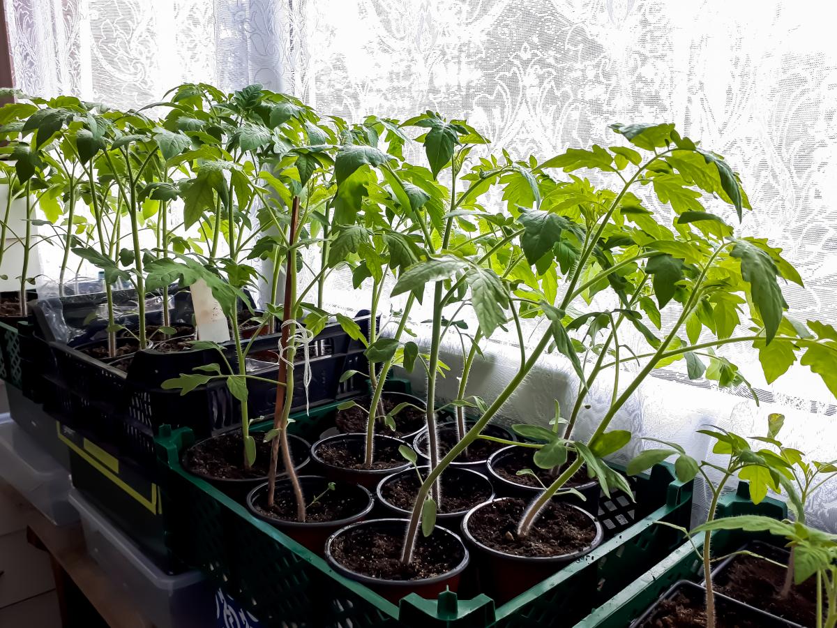 Соберете рекордный урожай: как поливать рассаду томатов после всходов