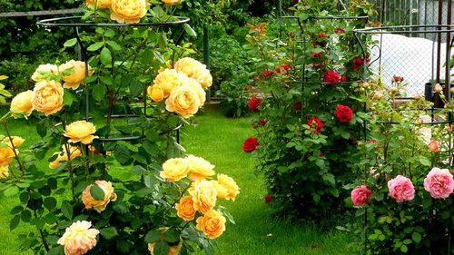 Как оживить розы с помощью водки: кусты оживут на глазах