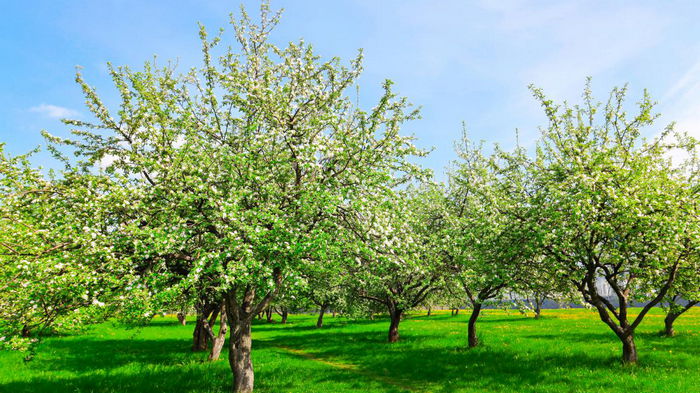 От вредителей не станется и следа: чем обработать плодовые деревья до цветения весной