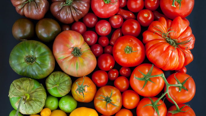 Помидоры для ленивых: лучшие сорта томатов без пасынкования
