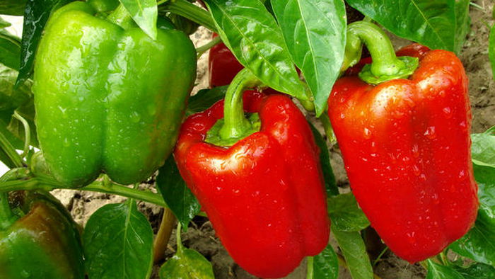 Что можно посадить рядом с болгарским перцем: секрет огромного урожая