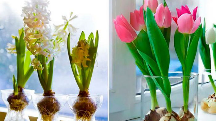 Держите простой способ вырастить тюльпаны дома в вазе