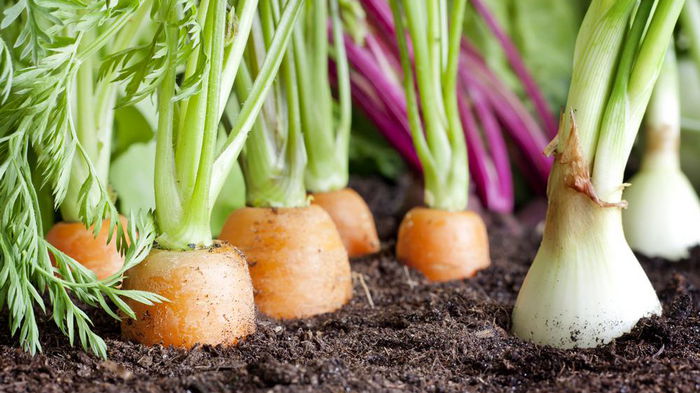 Идеальное соседство: почему нужно посадить лук рядом с морковью