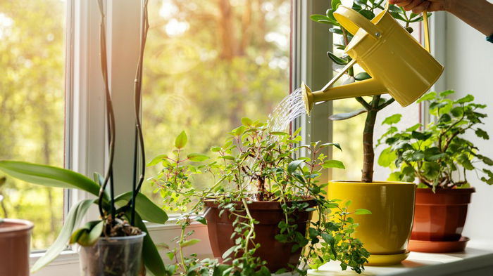 Этот способ полива вредит комнатным растениям: вы тоже так делаете