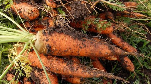 Вот почему морковь вырастает покрученой, тонкой и трескается