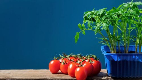 На каком расстоянии посадить помидоры, чтобы они завалили урожаем