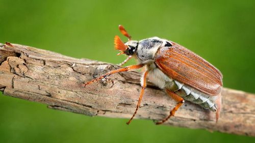 Если досаждают майские жуки: как избавиться от вредителей навсегд...