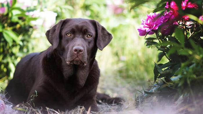 Ядовитые растения для собак: каких избегать и что делать, если съели