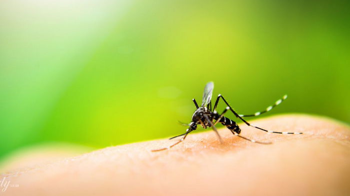 Как ухаживать за раной после укуса комара, чтобы она быстрее зажила: советы педиатра