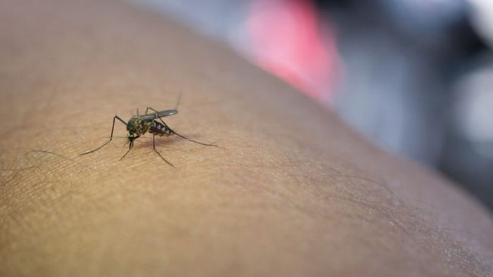 Реагируют на тепло и боятся дыма сигарет: топ-5 самых распространенных мифов о комарах