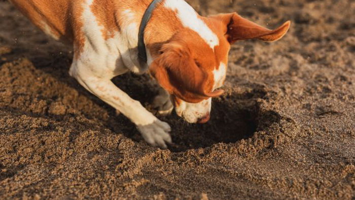 Почему собаки роют ямы в земле и как отучить их от такой привычки