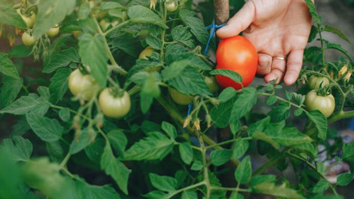 Как пасынковать помидоры, чтобы они дали хороший урожай (видео)