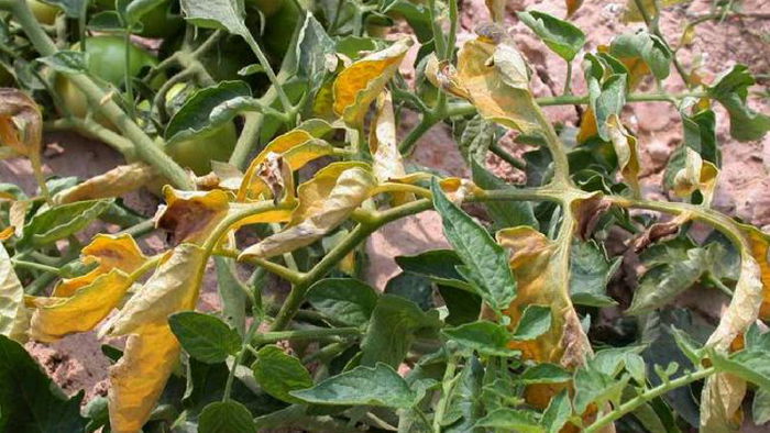 Почему желтеют листья помидоров и как это предотвратить, чтобы получить хороший урожай