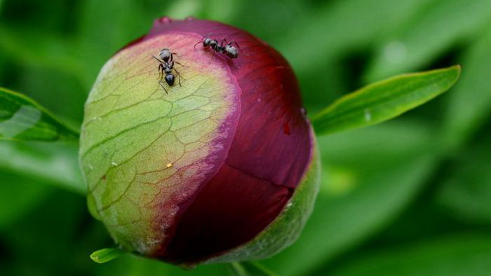 Как надолго избавиться от муравьев дома, в саду или на огороде: проверенный способ