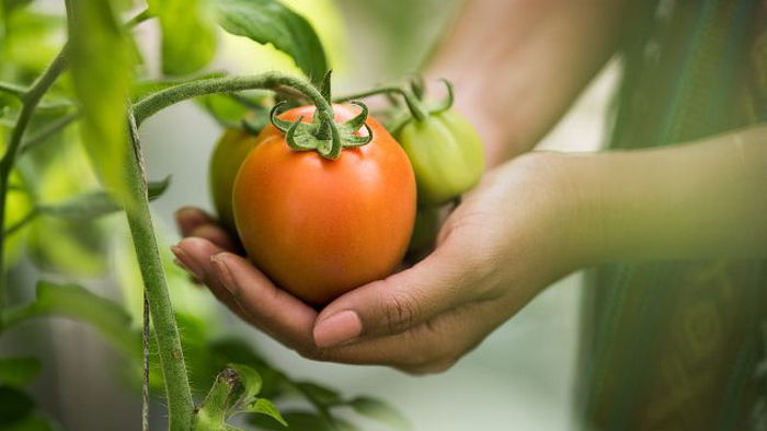Почему помидоры начинают гнить еще на грядке и что можно сделать
