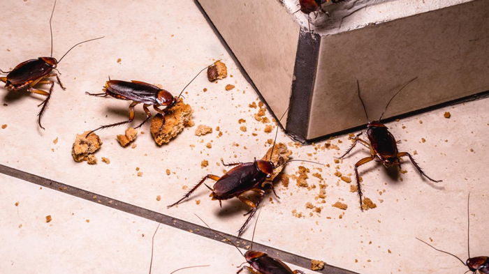 Как избавиться от тараканов навсегда: Топ-4 эффективных метода