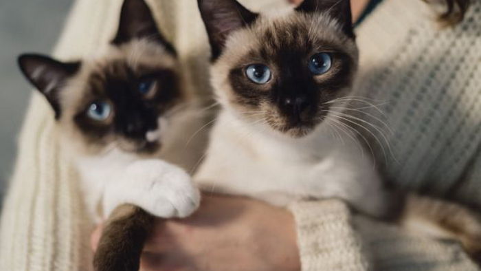 Названы породы кошек, которые притягивают счастье и удачу в дом