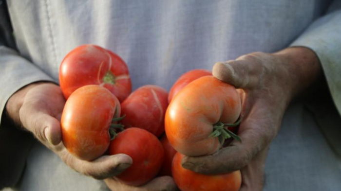 Чтоб ни один не пропал: когда собирать помидоры на дозревание и что с ними делать потом