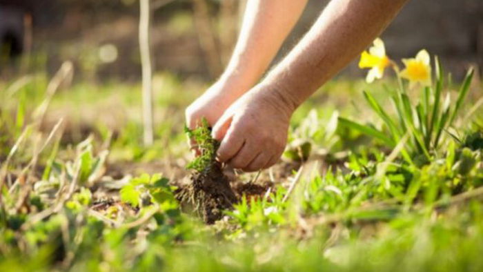 Как избавиться от сорняков на огороде и клумбе средствами, которые есть дома