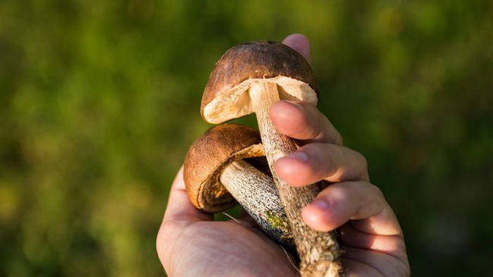 Срезать или срывать. Как правильно собирать грибы в лесу, чтобы не отравиться: советы для новичков