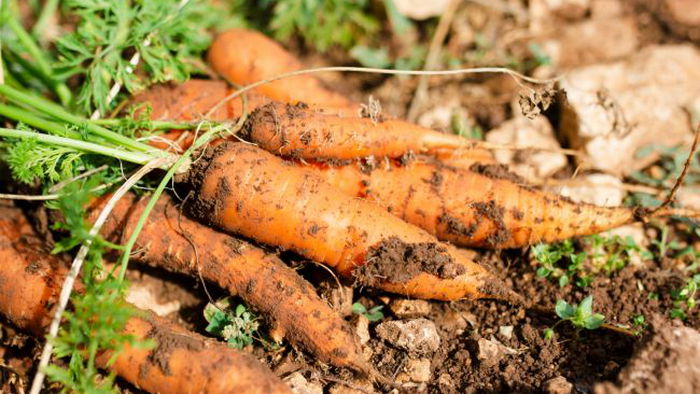 Это — лучший период для сбора моркови. Урожай будет храняться всю зиму!