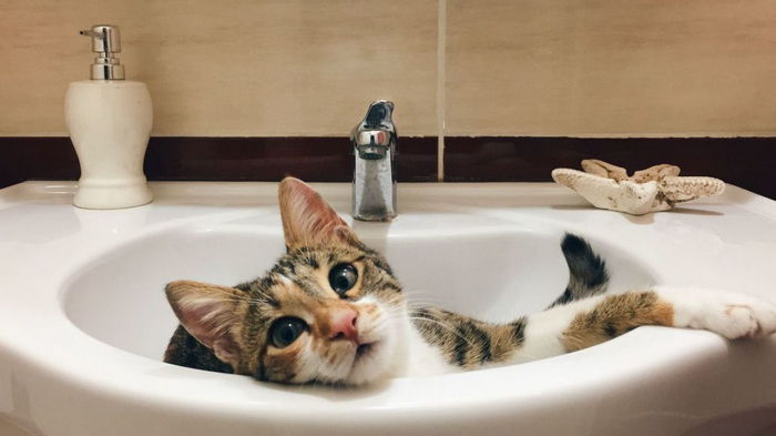 Удобно и спокойно: почему кошка любит спать в раковине и как ее отучить от этого