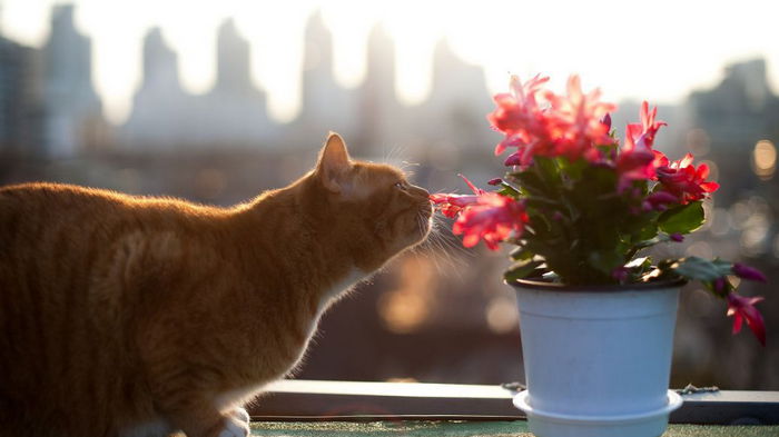 Как уберечь комнатные цветы от кота: простые и действенные советы